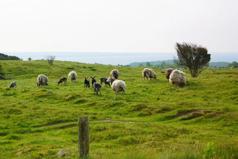 Sheep grazing in the Mols Bjerge hills