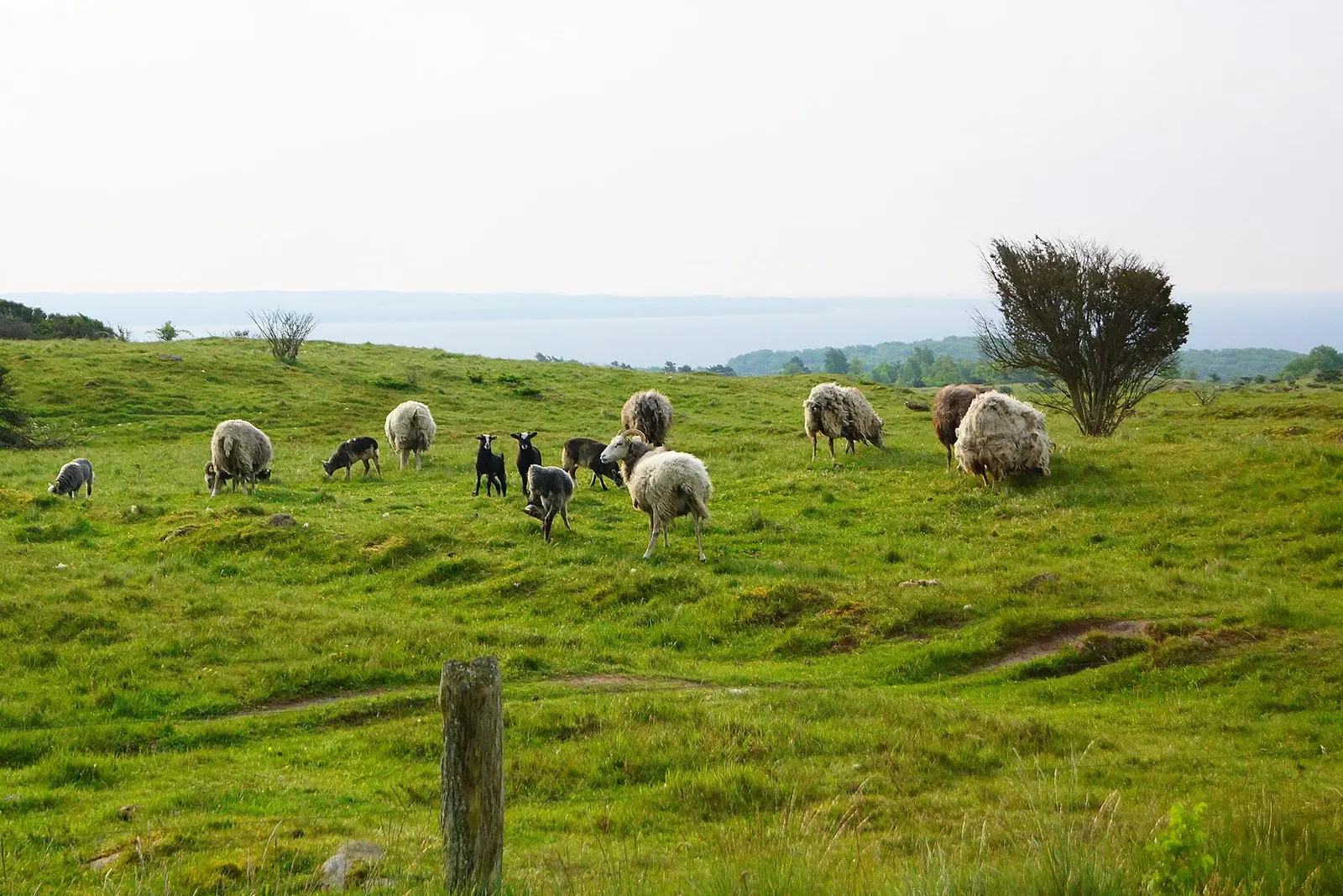 Sheep grazing in the Mols Bjerge hills