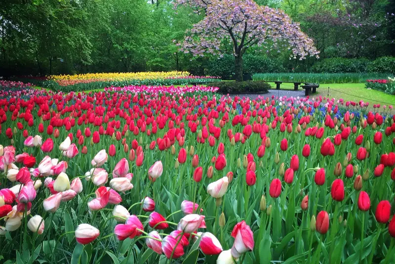 Beds of tulips under a flowering tree at Keukenhof