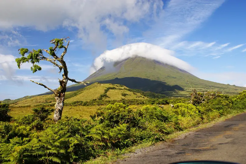 Pico mountain capped with cloud above green slopes, with a windswept tree beside a rural track