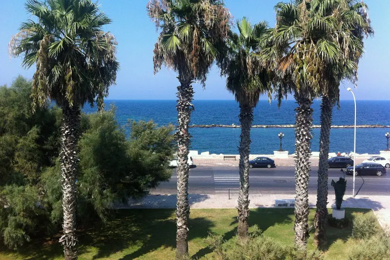 Palms on the edge of Bari Vecchia