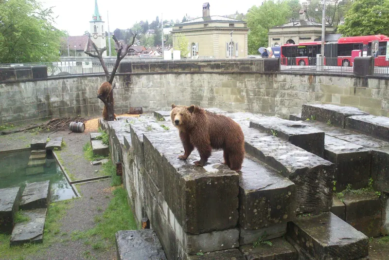 A bear in Bern's Bear Park