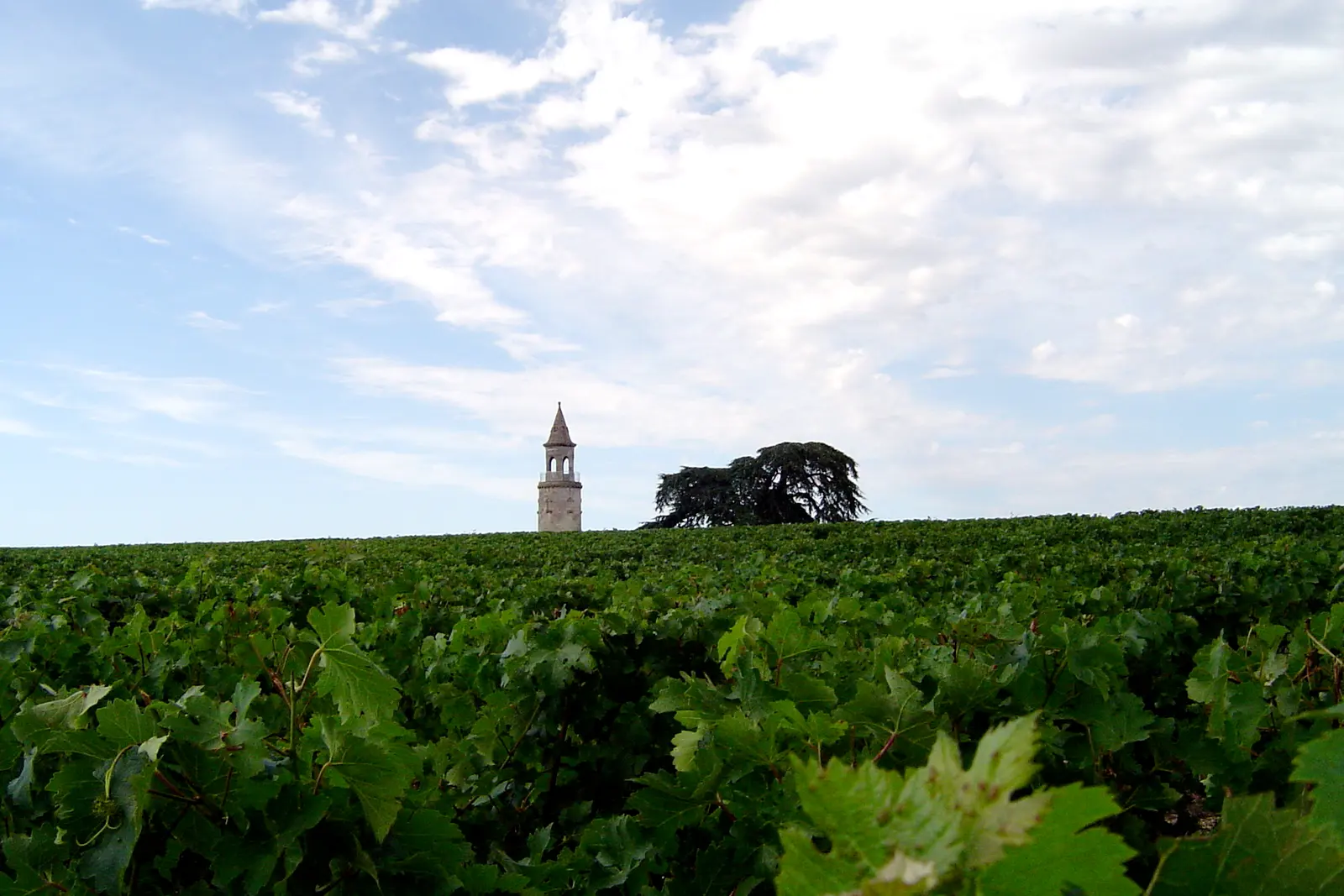 Vineyard rows leading to a village church tower in the Haut-Medoc