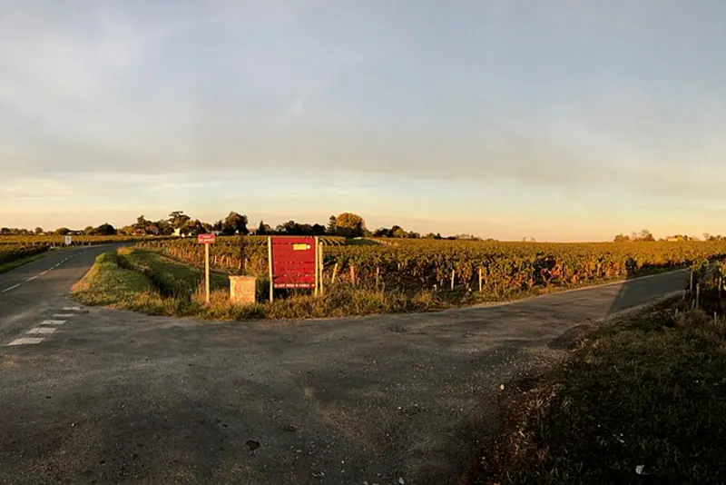 Autumn rows of vines in a Bordeaux vineyard