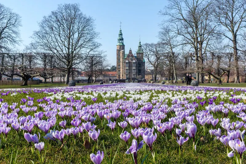 Rosenborg Castle seen over spring crocuses in the King's Garden