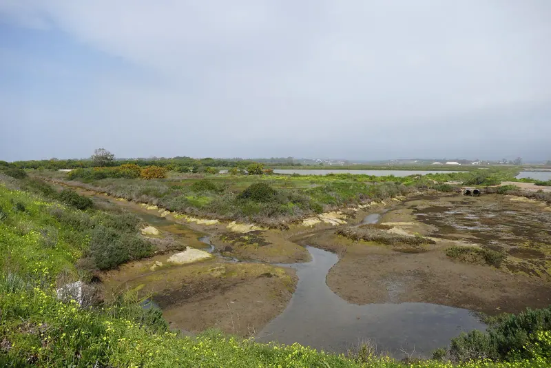 The salt marshes and channels of the Ria Formosa
