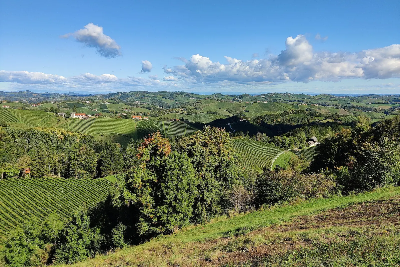 Vineyards on the South Styrian wine road