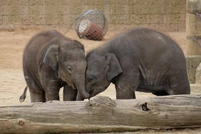 Young elephants playing at Hannover Zoo