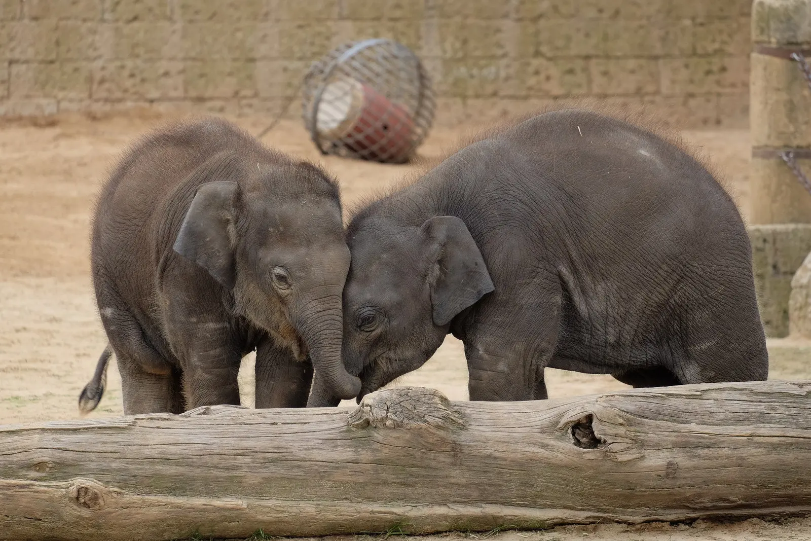 Young elephants playing at Hannover Zoo