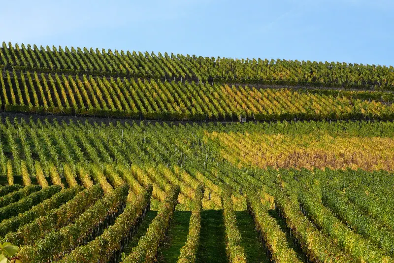 Vineyards on the Moselle slopes at Wellenstein in Luxembourg