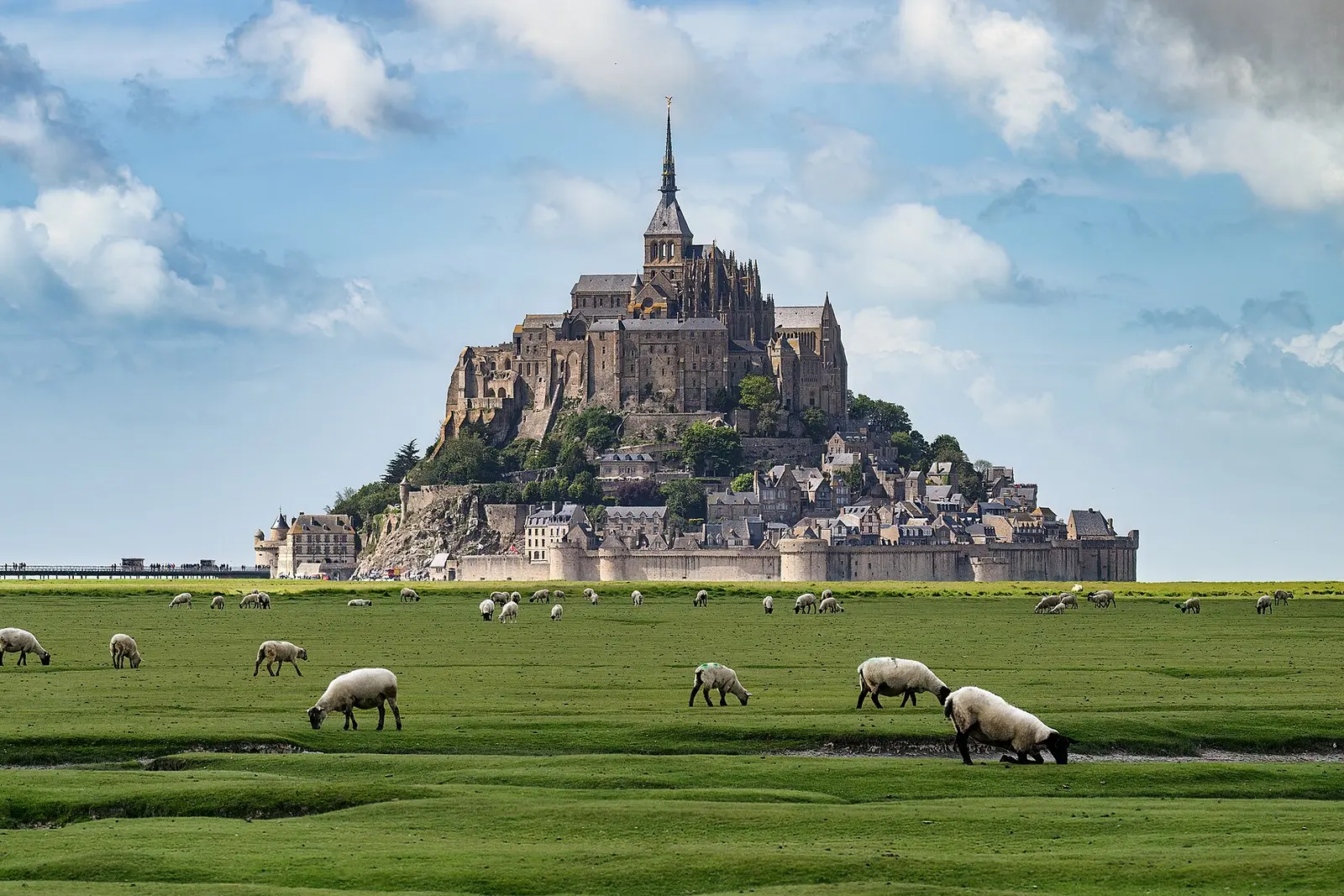 Mont-Saint-Michel abbey on its rock with sheep grazing on the salt meadows in front