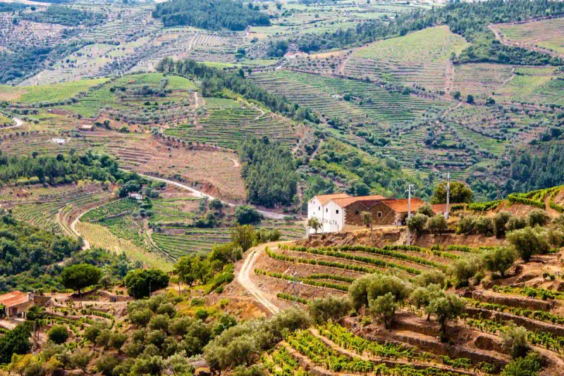 Terraced vineyards above the Douro valley