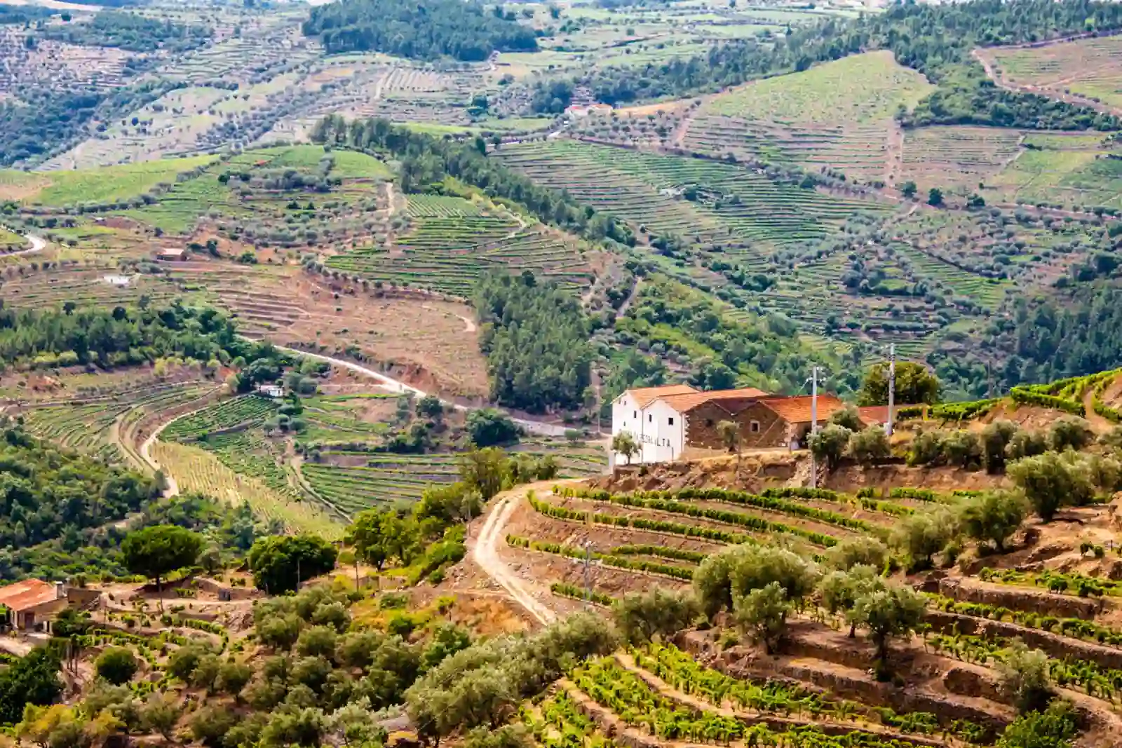 Terraced vineyards above the Douro valley