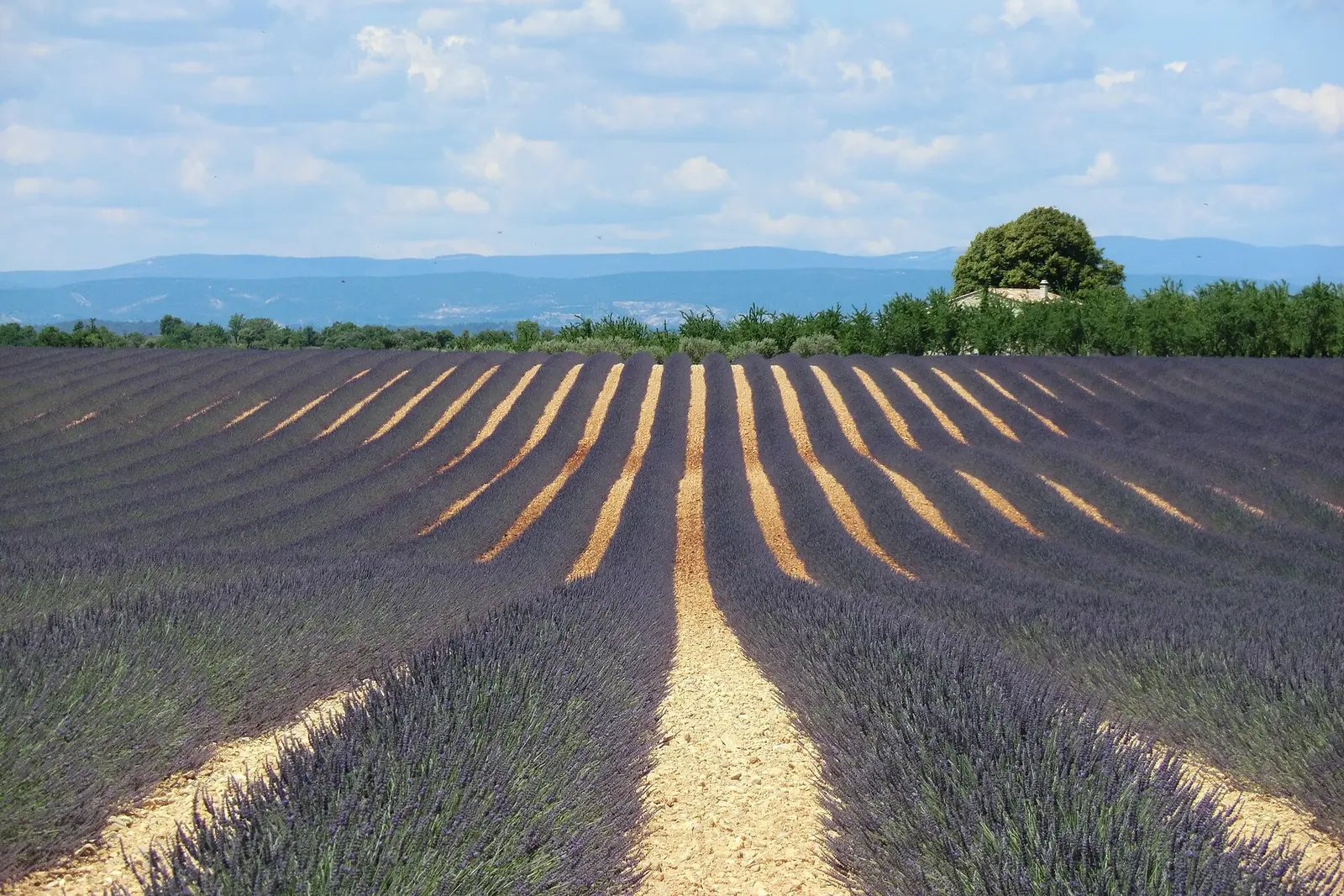Rows of lavender running toward a single tree on the Valensole plateau in Provence