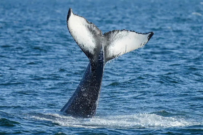 Humpback whale tail diving off the Icelandic coast