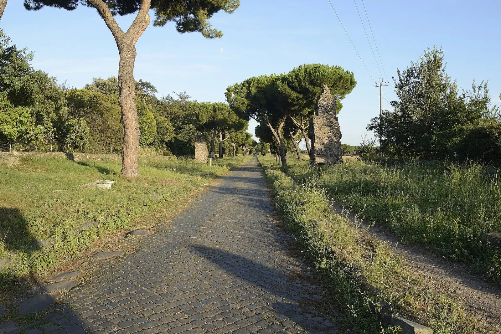The Via Appia Antica lined with pines