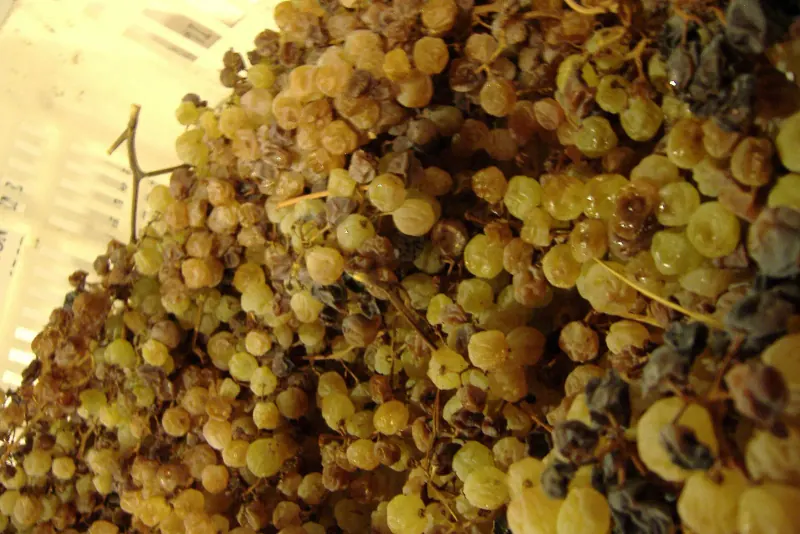Assyrtiko grapes drying for vinsanto, Santorini