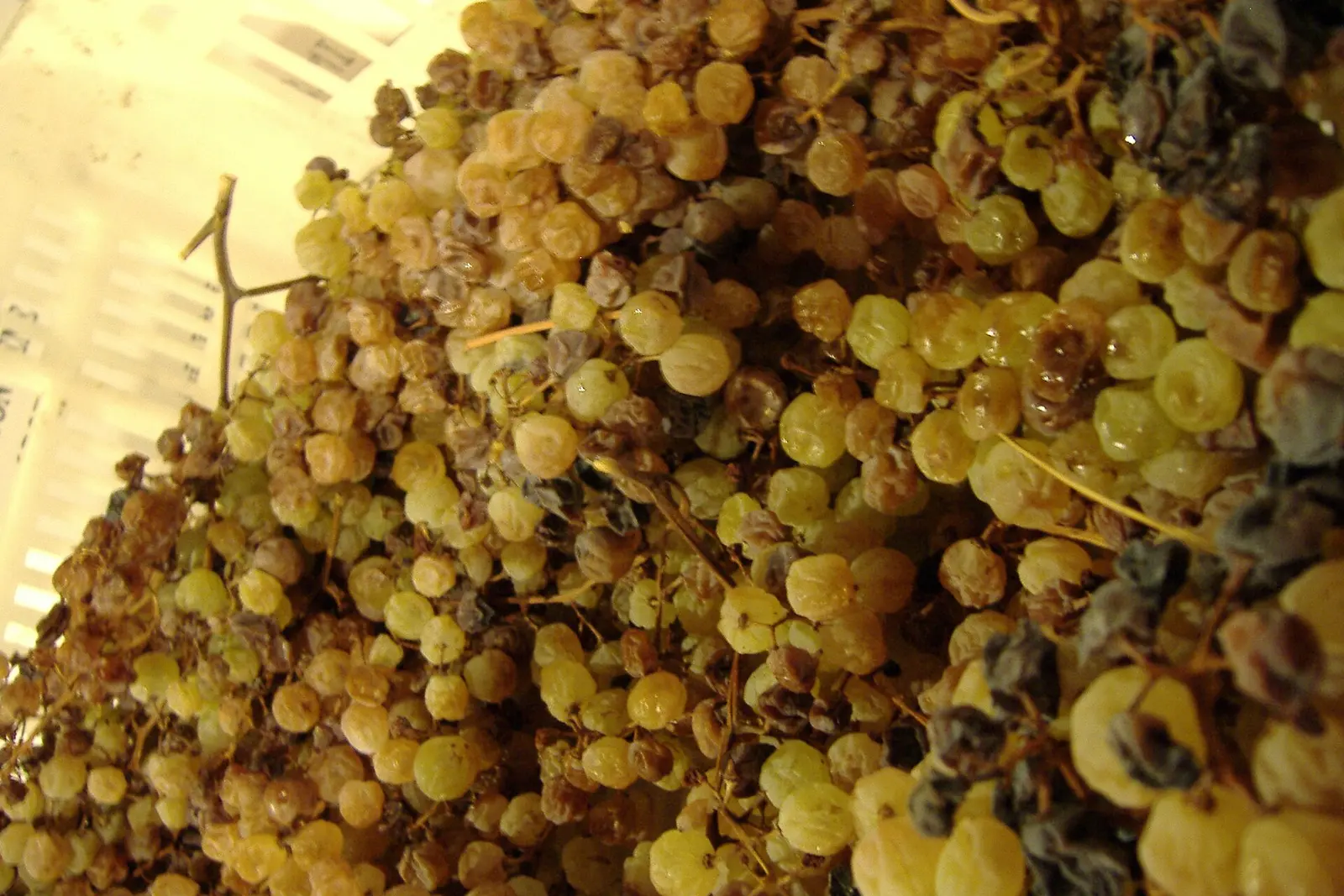 Assyrtiko grapes drying for vinsanto, Santorini