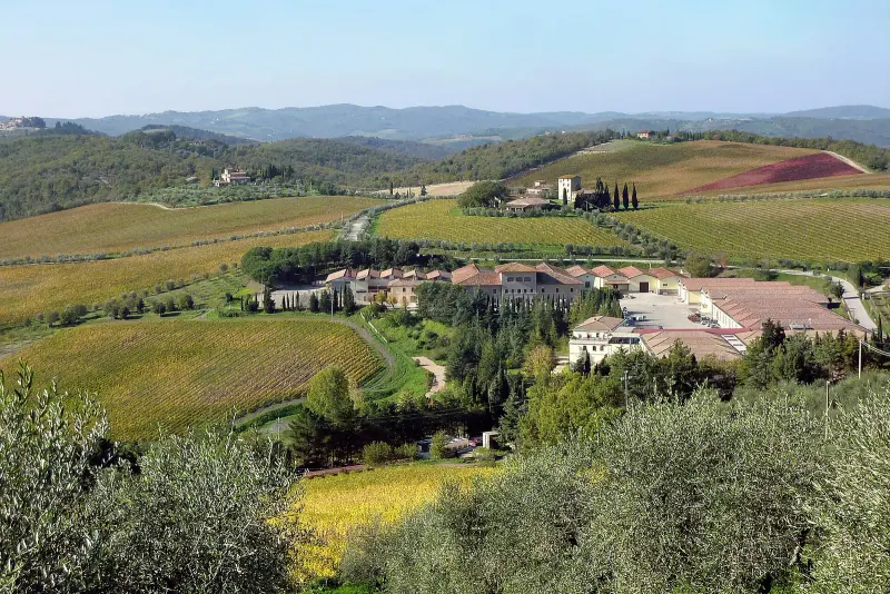 Vineyards and olive groves around a Chianti farmhouse