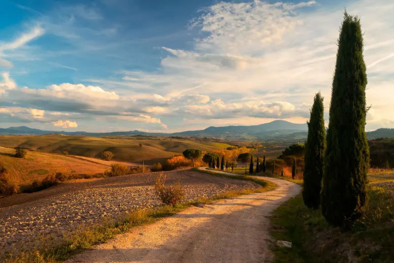 A cypress-lined road winding through the Val d'Orcia hills