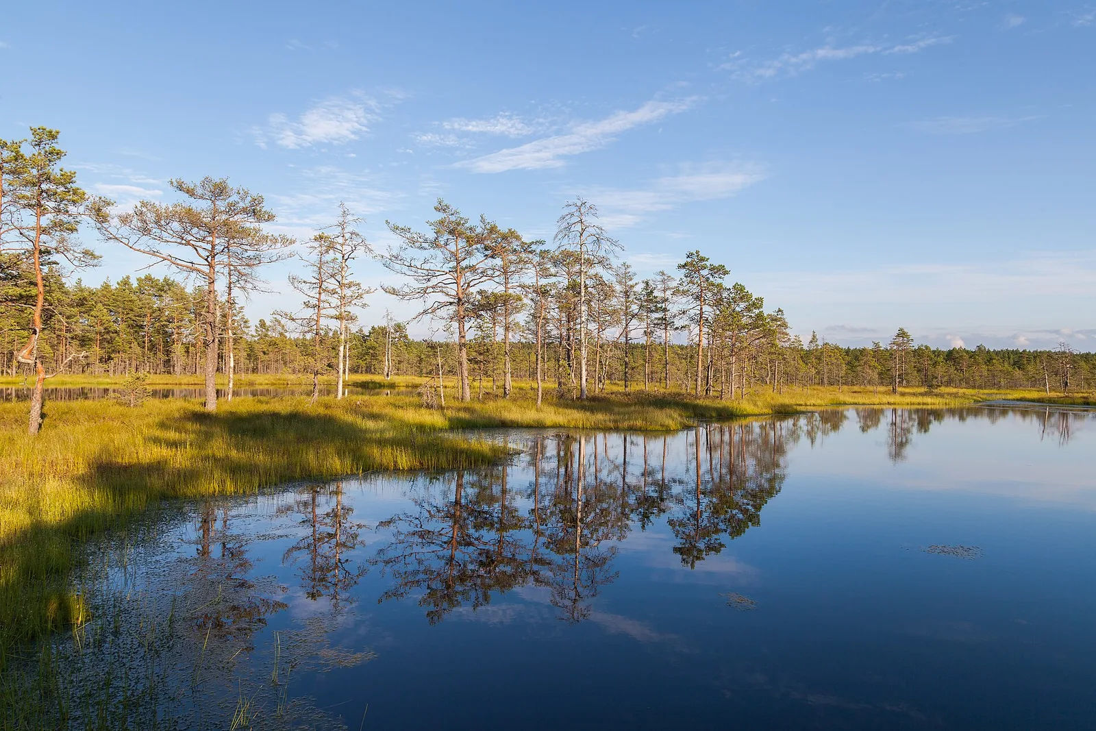Bog pools in Lahemaa National Park