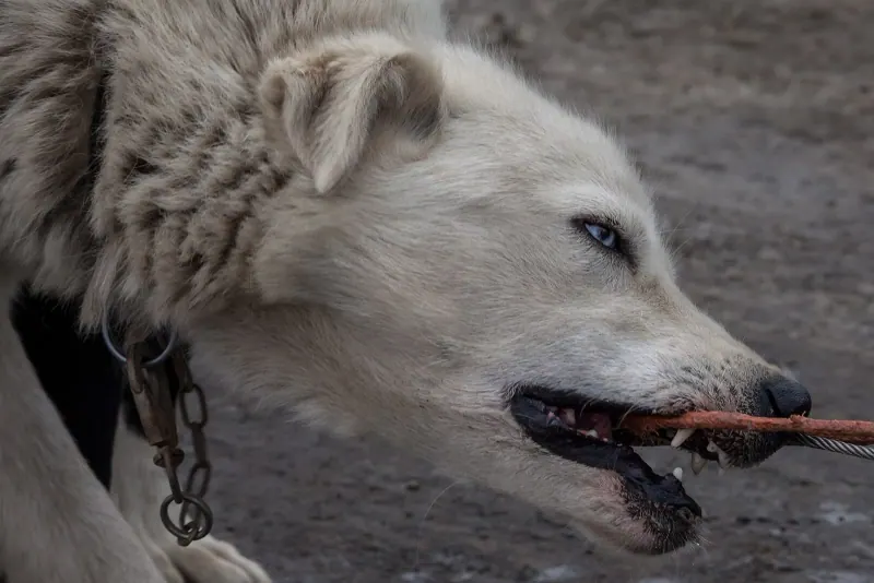 A sled dog ready to run