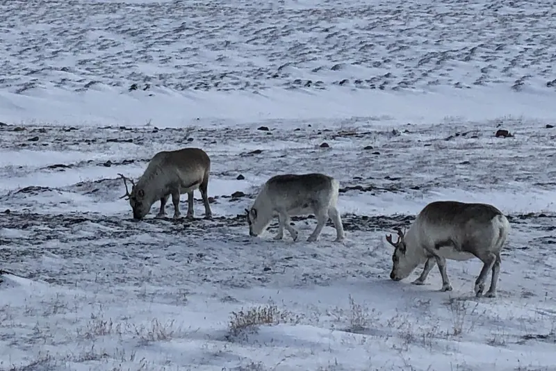 Reindeer grazing in Arctic Norway