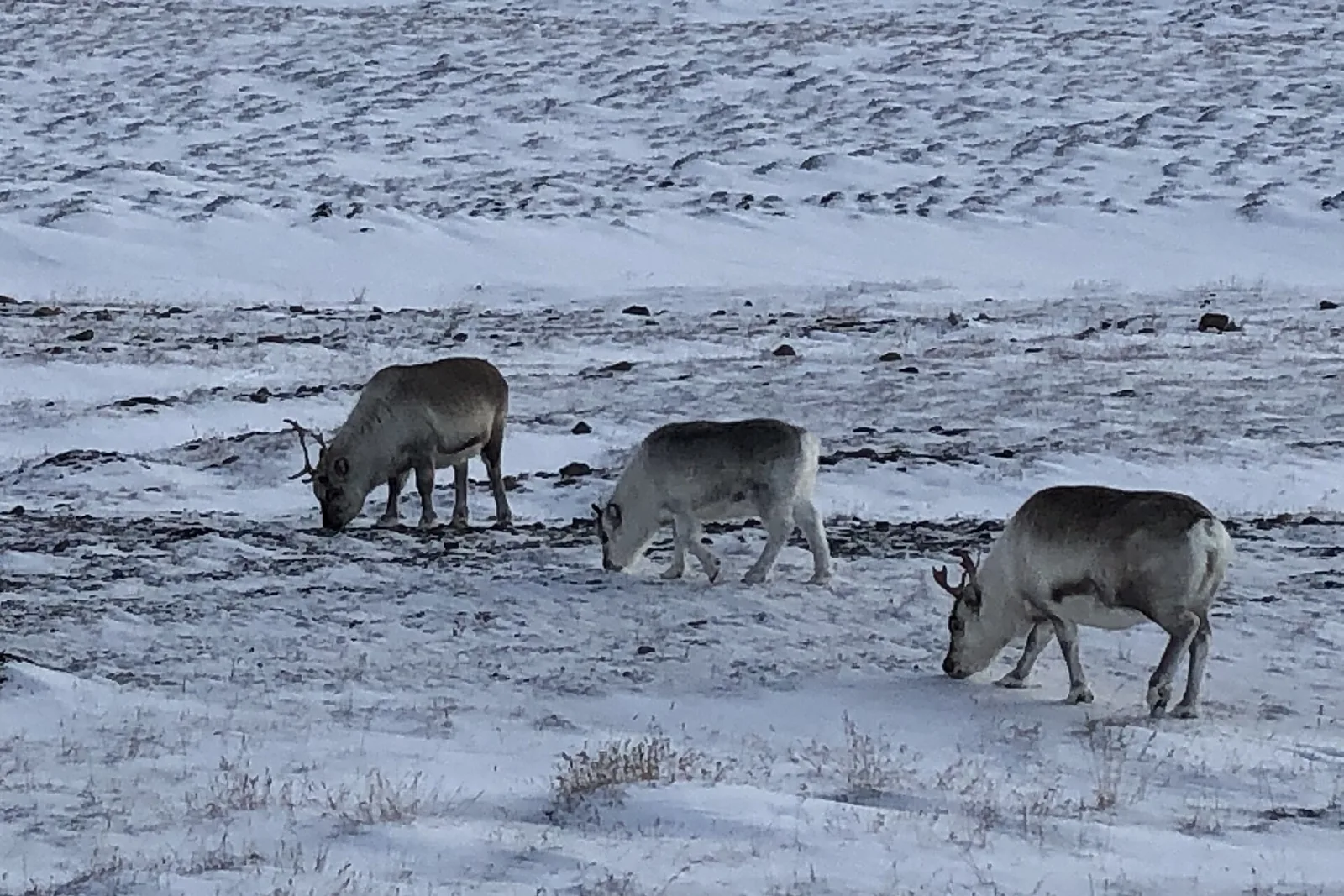 Reindeer grazing in Arctic Norway