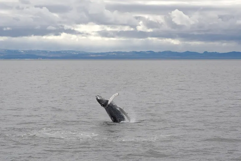 A humpback whale surfacing in a North Atlantic bay