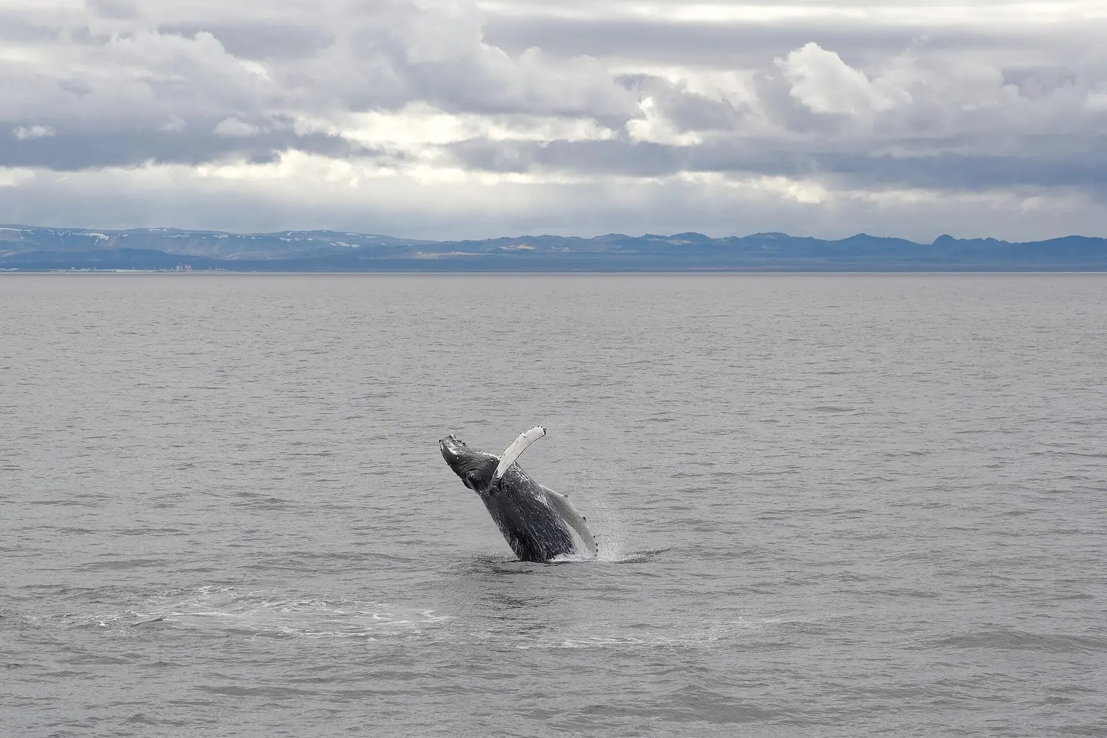 A humpback whale surfacing in a North Atlantic bay